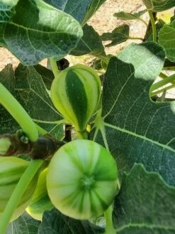 Vijg Op Stam (Ficus Carica 'Panache') -DIRECTPLANT Winkel ficus caira panachee 2 1