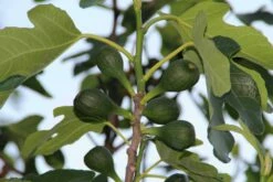 Vijg (Ficus Carica) 14 Vijg (Ficus Carica) -DIRECTPLANT Winkel ficus carica 2