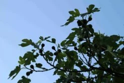 Vijg Op Stam (Ficus Carica) -DIRECTPLANT Winkel ficus carica 3