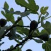 Vijg Op Stam (Ficus Carica) 1 Vijg Op Stam (Ficus Carica) -DIRECTPLANT Winkel ficus carica 4