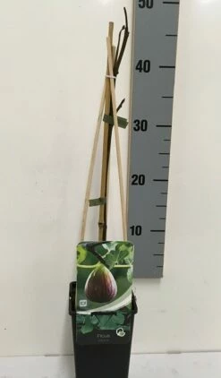 Vijg (Ficus Carica) -DIRECTPLANT Winkel ficus carica 50 60 c2 1
