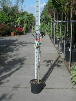 Vijg Op Stam (Ficus Carica) -DIRECTPLANT Winkel ficus carica halfstam c15