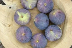 Vijg (Ficus Carica 'Rouge De Bordeaux') -DIRECTPLANT Winkel ficus carica rouge de bordeaux09