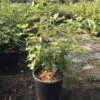 Vijg (Ficus Carica 'Violet Dauphine') -DIRECTPLANT Winkel ficuscaricaviolettedauphine01 1