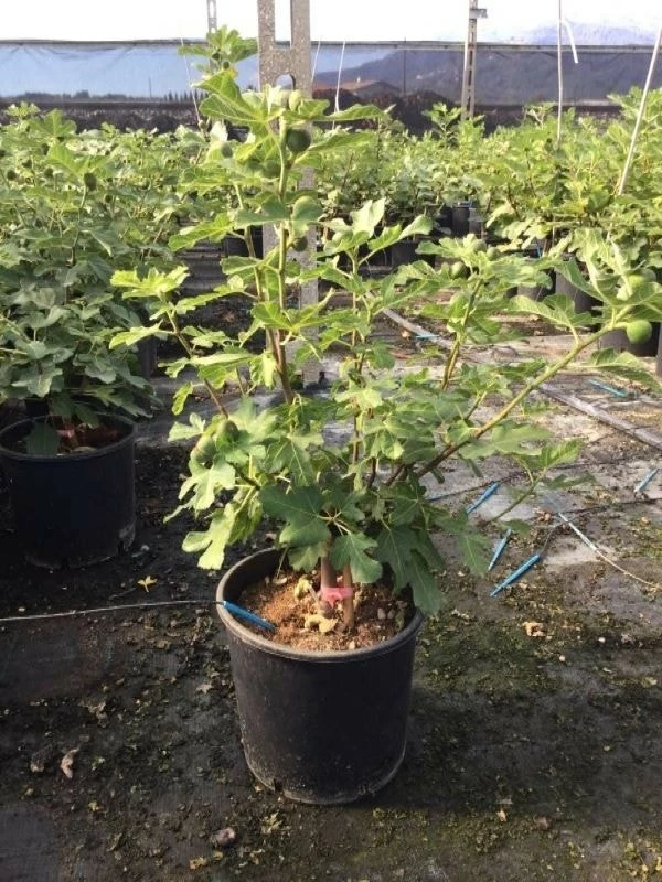 Vijg (Ficus Carica 'Violet Dauphine') 3 Vijg (Ficus Carica 'Violet Dauphine')