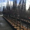 Vijg Als Halfstam (Ficus Carica 'Del Portogallo') -DIRECTPLANT Winkel ficusdelportogallo