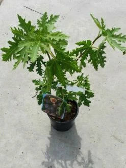 Vijg (Ficus Carica 'Ice Crystal') -DIRECTPLANT Winkel ficusicecrystal03