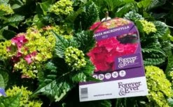 Hortensia Rood (Hydrangea 'Forever&Ever') -DIRECTPLANT Winkel foreverandever red01b 1