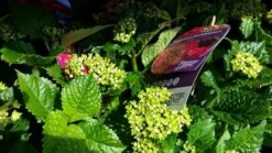 Hortensia Rood (Hydrangea 'Forever&Ever') -DIRECTPLANT Winkel foreverandever red02