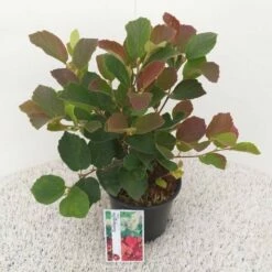 Flessenborstelstruik (Fothergilla Major) -DIRECTPLANT Winkel fothergilla major