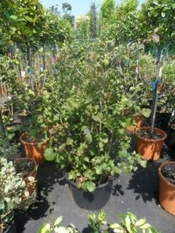 Flessenborstelstruik (Fothergilla Major) -DIRECTPLANT Winkel fothergilla major 100 125 cont
