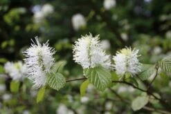 Flessenborstelstruik (Fothergilla Major) -DIRECTPLANT Winkel fothergilla major 1