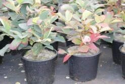 Flessenborstelstruik (Fothergilla Major) -DIRECTPLANT Winkel fothergilla major 1 1