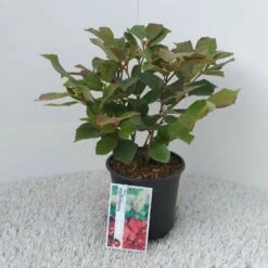 Flessenborstelstruik (Fothergilla Major) -DIRECTPLANT Winkel fothergilla major 1 2