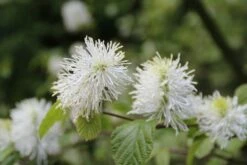 Flessenborstelstruik (Fothergilla Major) -DIRECTPLANT Winkel fothergilla major 2