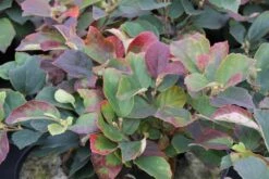 Flessenborstelstruik (Fothergilla Major) -DIRECTPLANT Winkel fothergilla major 2 1