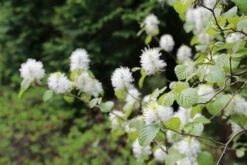 Flessenborstelstruik (Fothergilla Major) -DIRECTPLANT Winkel fothergilla major 3