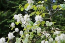 Flessenborstelstruik (Fothergilla Major) -DIRECTPLANT Winkel fothergilla major 4