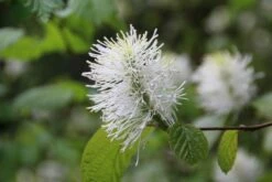 Flessenborstelstruik (Fothergilla Major) -DIRECTPLANT Winkel fothergilla major 5