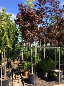 Japanse Esdoorn Op Stam (Acer Palmatum 'Fireglow') -DIRECTPLANT Winkel foto acer fireglow 12 14 1