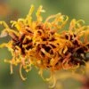Toverhazelaar (Hamamelis Intermedia 'Orange Beauty')