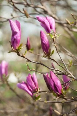 Magnolia Als Boom (Magnolia 'Susan') -DIRECTPLANT Winkel gaar00675