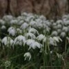 Sneeuwklokjes (Galanthus Nivalis 'Flore Pleno') -DIRECTPLANT Winkel galanthus nivalis florepleno 13 1