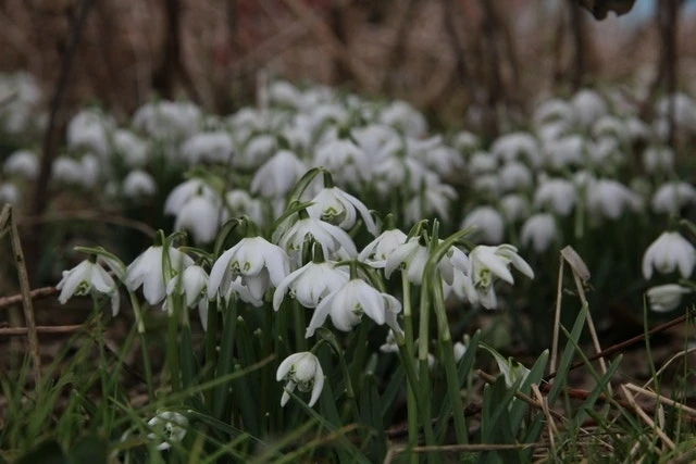 Sneeuwklokjes (Galanthus Nivalis 'Flore Pleno') 2 Sneeuwklokjes (Galanthus Nivalis 'Flore Pleno')