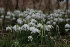 Sneeuwklokjes (Galanthus Nivalis 'Flore Pleno')