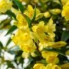 Gele Jasmijn (Gelsemium Sempervirens) -DIRECTPLANT Winkel gelsemium