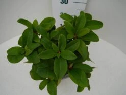 Rhododendron (Rhododendron 'Germania') -DIRECTPLANT Winkel germania c2 boven 1