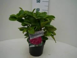 Rhododendron (Rhododendron 'Germania') 24 Rhododendron (Rhododendron 'Germania') -DIRECTPLANT Winkel germania c2 voor