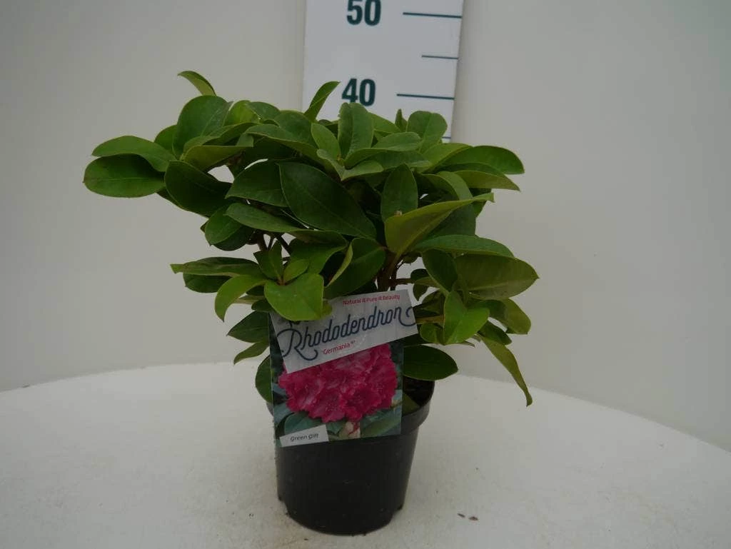 Rhododendron (Rhododendron 'Germania') 5 Rhododendron (Rhododendron 'Germania') - Afbeelding 3