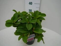 Rhododendron (Rhododendron 'Germania') -DIRECTPLANT Winkel germania c2 zij 1