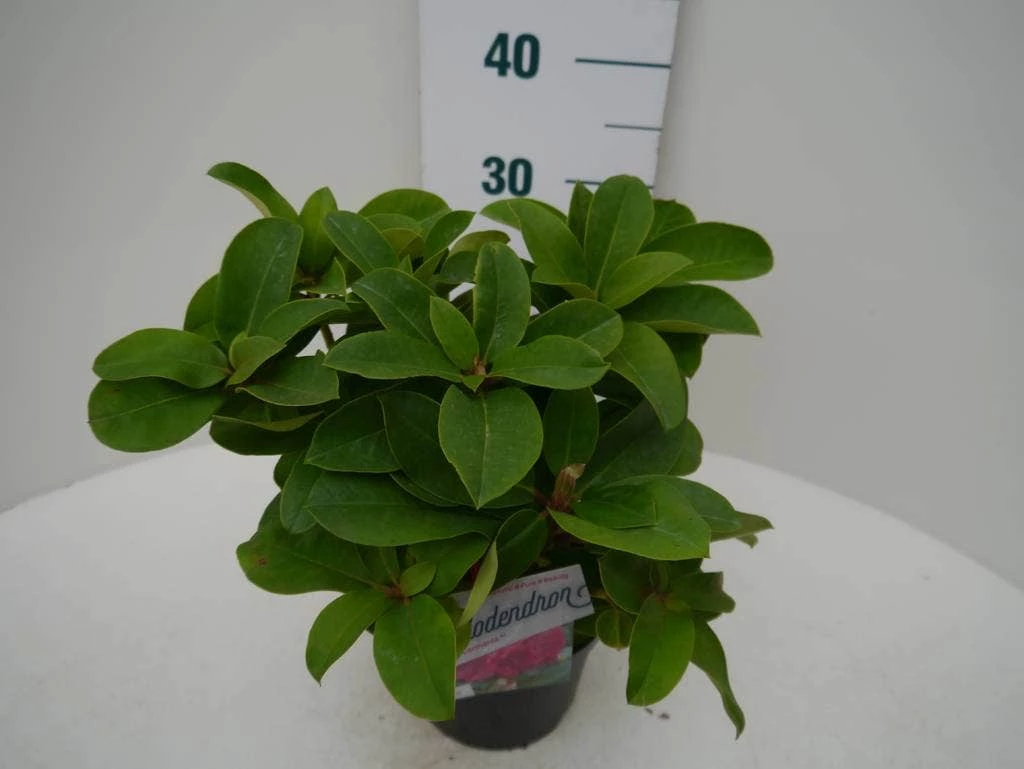 Rhododendron (Rhododendron 'Germania') 6 Rhododendron (Rhododendron 'Germania') - Afbeelding 4