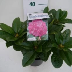 Rhododendron (Rhododendron 'Germania') -DIRECTPLANT Winkel germania c5 zij 1