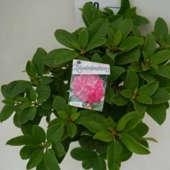 Rhododendron (Rhododendron 'Germania') 32 Rhododendron (Rhododendron 'Germania') -DIRECTPLANT Winkel germania c7.5 boven