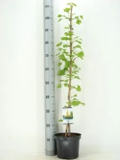 Japanse Notenboom Als Struik (Ginkgo Biloba) 11 Japanse Notenboom Als Struik (Ginkgo Biloba) -DIRECTPLANT Winkel ginkgo biloba 60 80 zomer c3 m 1