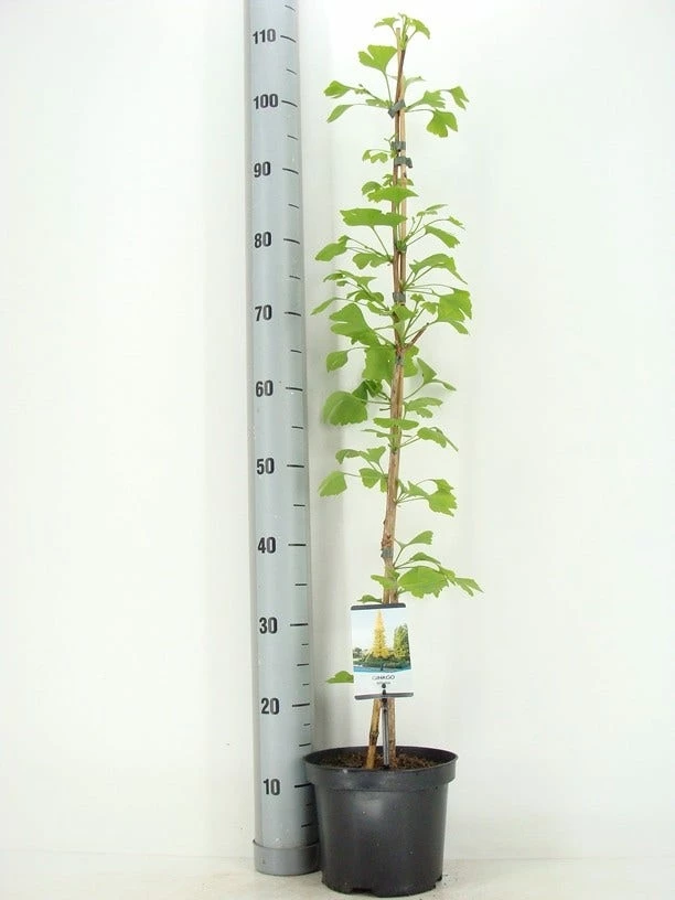Japanse Notenboom Als Struik (Ginkgo Biloba) 7 Japanse Notenboom Als Struik (Ginkgo Biloba) - Afbeelding 5
