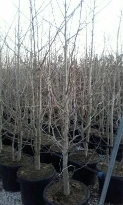 Japanse Notenboom, Meerstammig (Ginkgo Biloba) -DIRECTPLANT Winkel ginkgo biloba meerstammig