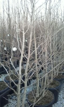 Japanse Notenboom, Meerstammig (Ginkgo Biloba) -DIRECTPLANT Winkel ginkgo biloba meerstammig 2