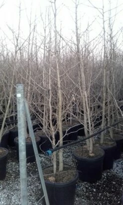 Japanse Notenboom, Meerstammig (Ginkgo Biloba) -DIRECTPLANT Winkel ginkgo biloba meerstammig 3