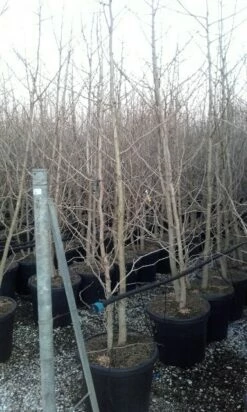 Japanse Notenboom, Meerstammig (Ginkgo Biloba) -DIRECTPLANT Winkel ginkgo biloba meerstammig 4