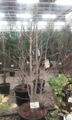 Japanse Notenboom, Meerstammig (Ginkgo Biloba) -DIRECTPLANT Winkel ginkgo biloba meerstammig 5