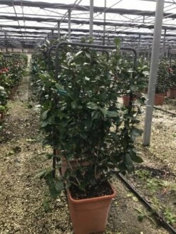 Camelia Als Leivorm (Camellia Japonica 'Giuseppe Traverso') -DIRECTPLANT Winkel giuseppe 1