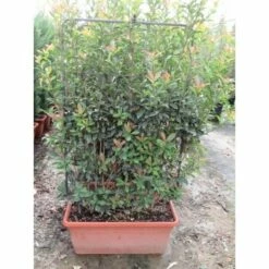 Glansmispel Meeneemhaag (Photinia Fraseri 'Red Robin') 6 Glansmispel Meeneemhaag (Photinia Fraseri 'Red Robin') -DIRECTPLANT Winkel glansmispel als leivorm photinia fraseri red robin 34755 f41 1 1