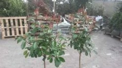 Glansmispel Op Stam (Photinia Fraseri 'Red Robin') -DIRECTPLANT Winkel glansmispel op 60cm stam