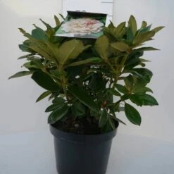 Dwergrhododendron (Rhododendron 'Golden Torch') 21 Dwergrhododendron (Rhododendron 'Golden Torch') -DIRECTPLANT Winkel golden torch c4 voor 1