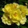 Klimroos (Rosa 'Golden Age') -DIRECTPLANT Winkel goldenage