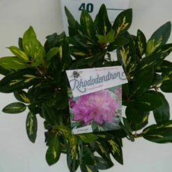 Rhododendron (Rhododendron 'Goldflimmer') -DIRECTPLANT Winkel goldflimmer c5 boven